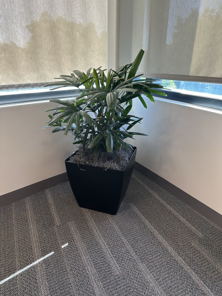 Plants