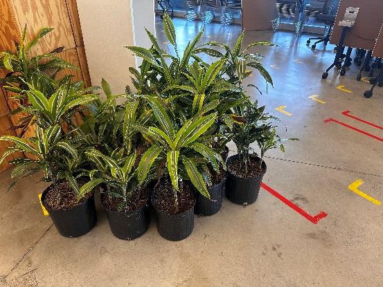 Small Plants