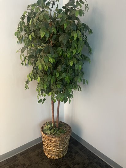 Plants