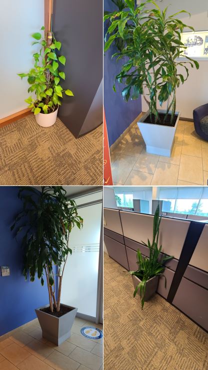 Plants