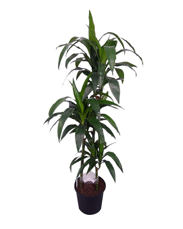 10in Dracaena Lisa
