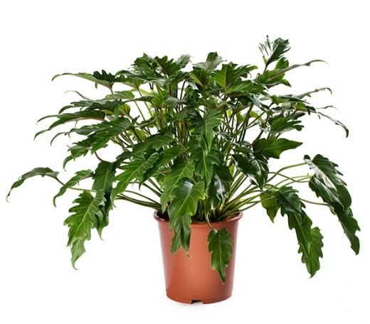 12in Philodendron Xanadu