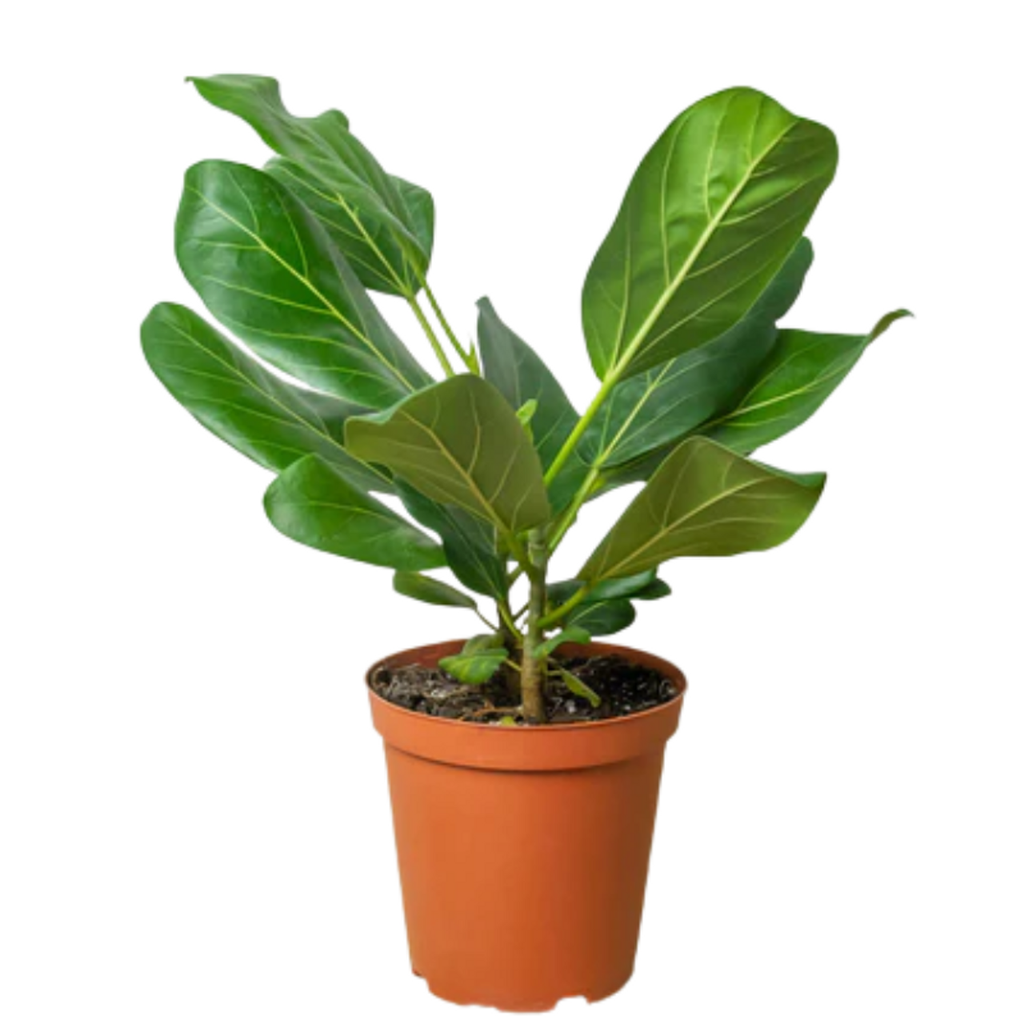 10in Ficus Audrey