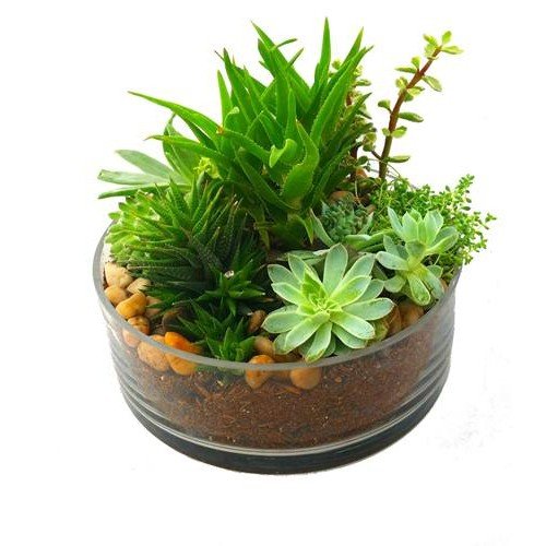 4in Succulents Bowl