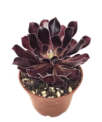 12in Aeonium Zwartkop
