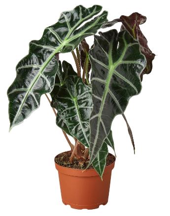 6in Alocasia 'African Mask'