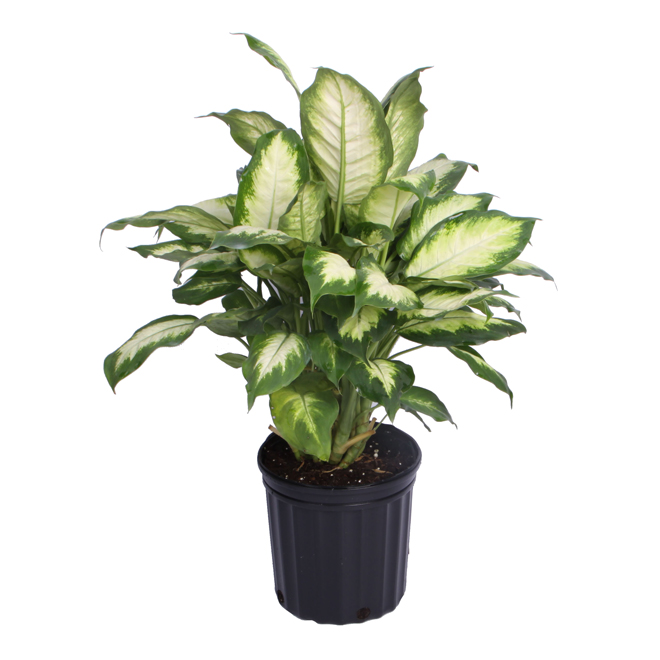 6in Dieffenbachia Assorted