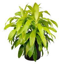 10in Dracaena Limelight TIP