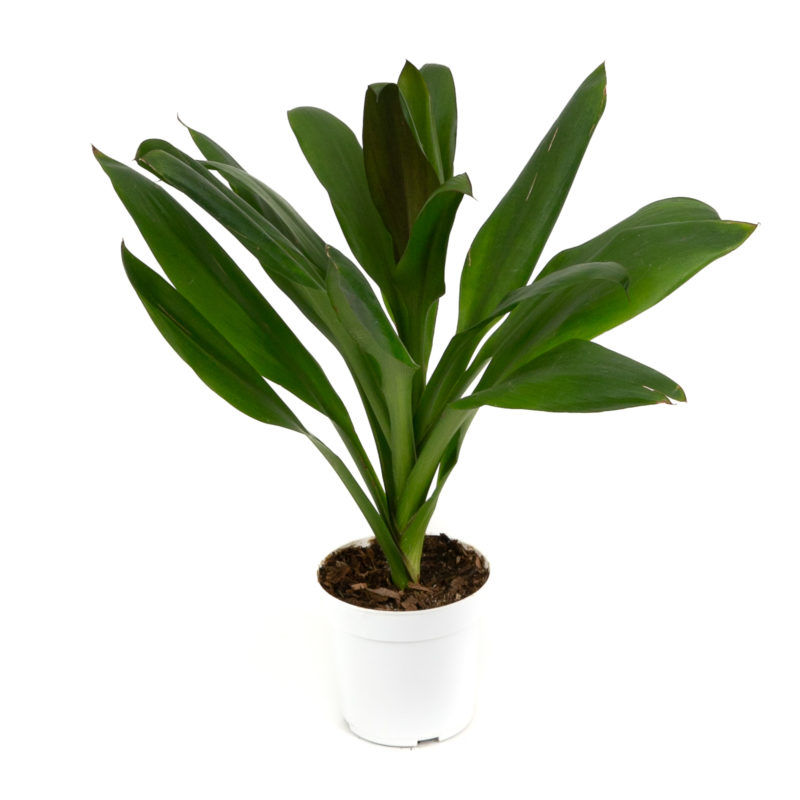 6in Cordyline 'Glauca'