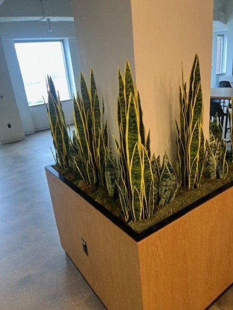 FAUX PLANTS