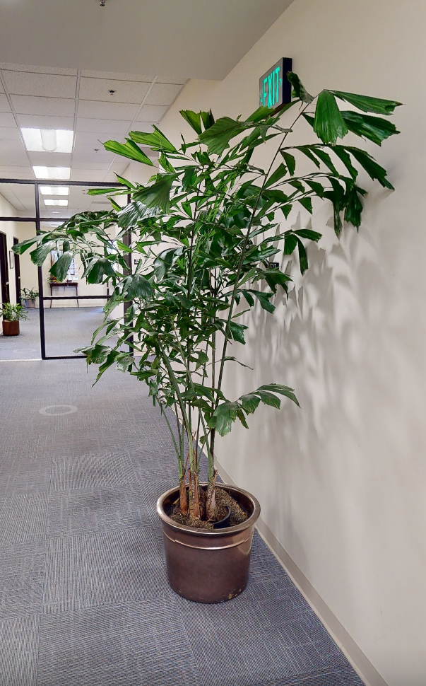 plant 1 