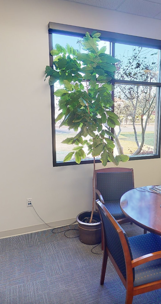 plant 3