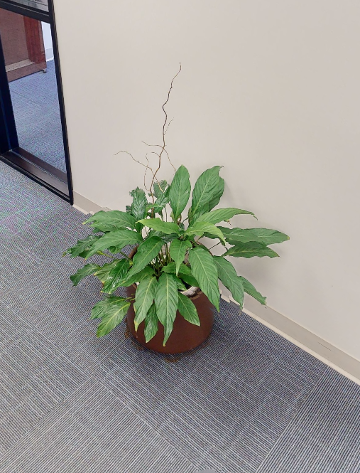 plant 4
