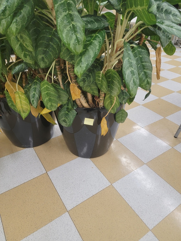 Flower pot W/tree