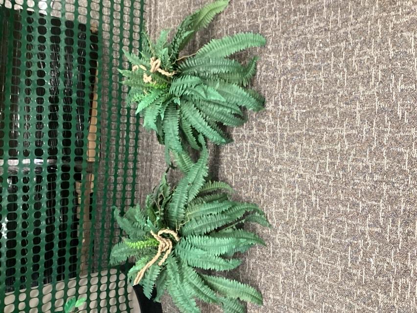 Hanging Fern