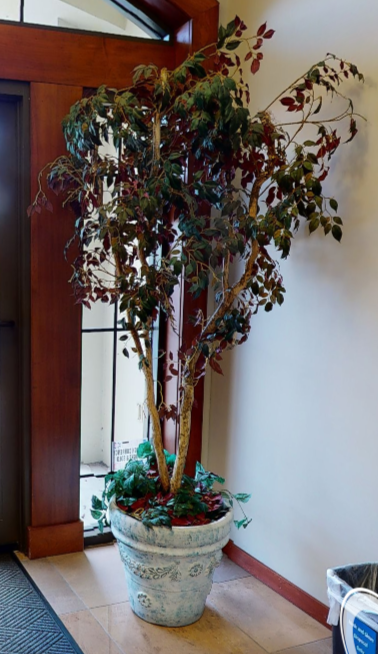 Plants - 5