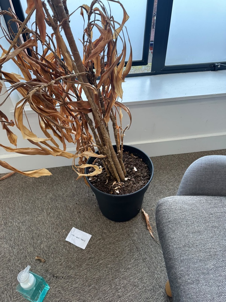 Plant Pot