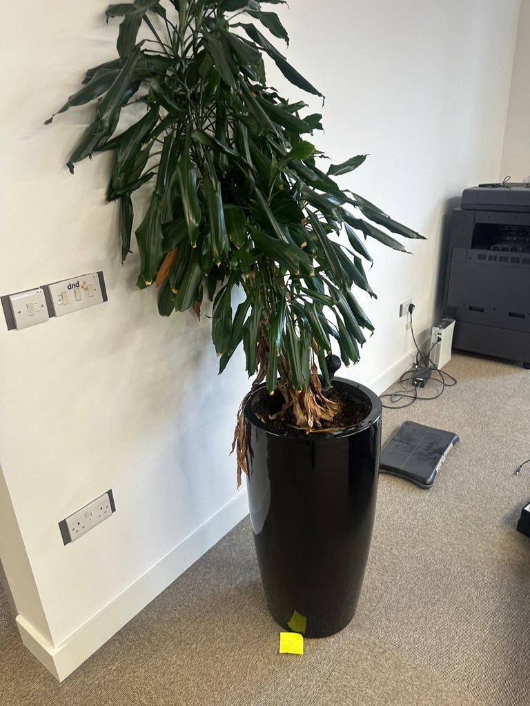 Big Planter