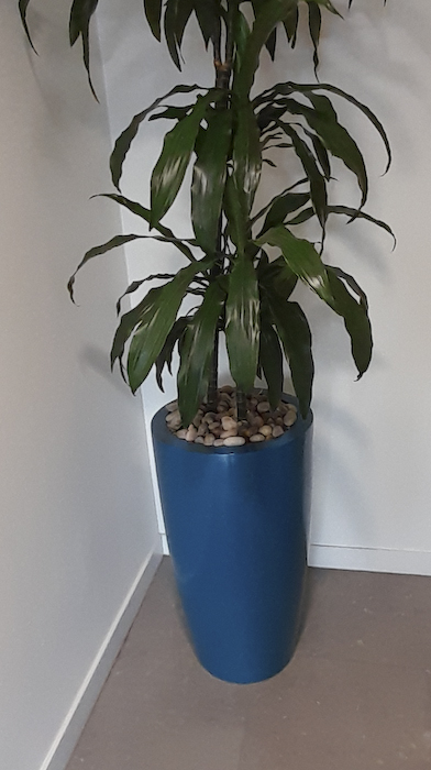 Blue round plant pot