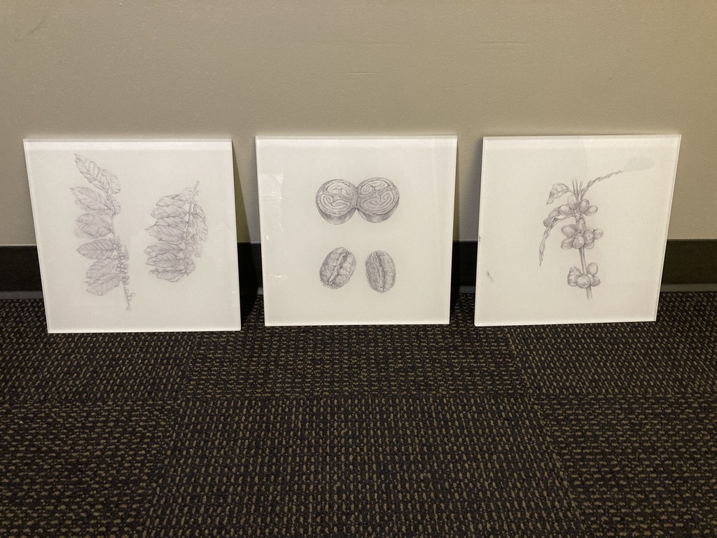 Coffee Bean Plant Sketch Art (set of 3)