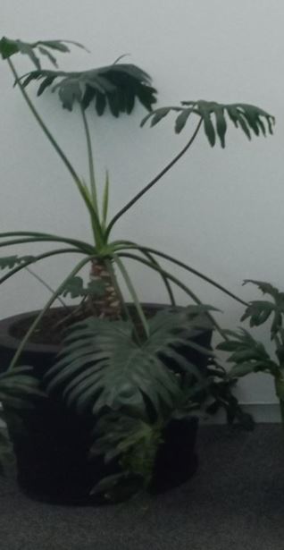 Circular black metal pot | Maceta circular de metal negro