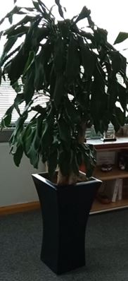 Ceramic pot, black | Maceta de cerámica, negra