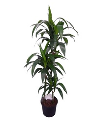[#J5-3] 10in Dracaena Lisa