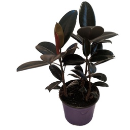 [#J5-6] 10in Ficus Elastica