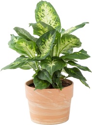 [#J5-4] 10in Dieffenbachia Assorted