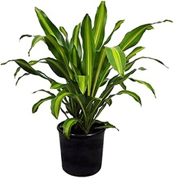 [#J5-7] 10in Dracaena Pele C/B 4'+