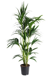 [#J5-12] 10in Kentia Palm CA Grown