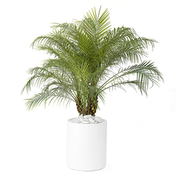 [#J5-16] 12in Phoenix Roebellini Palm multi 3'