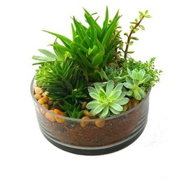 [#J5-17] 4in Succulents Bowl