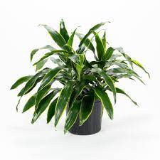 [#J5-1] 10in Dracaena Art TIP 3ppp 2'+