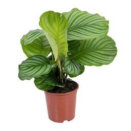 [#J5-24] 6in Calathea orbifolia