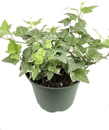 [#J5-29] 6in Hedera Ivy Variegated