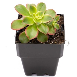 [#J5-15] 12in Aeonium Kiwi