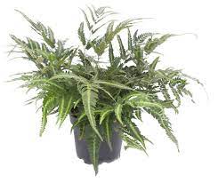 [#J5-30] 6in Ferns East India Holly