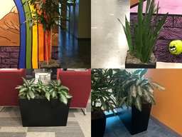 [#J5] Assorted Plants