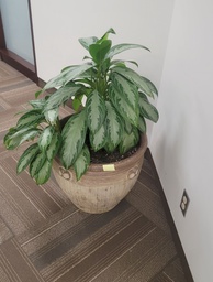 [#J5-586] Flower pot W/tree