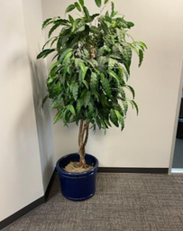 [#J5] Plant