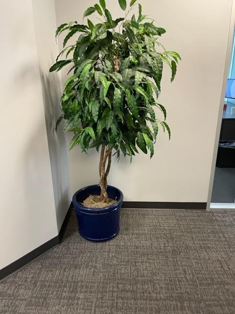 PLANT
