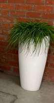 White Vase