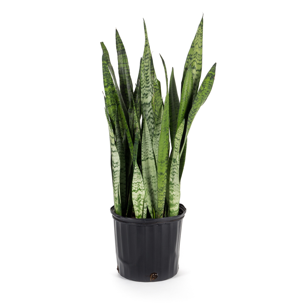 10in Sansevieria Assorted