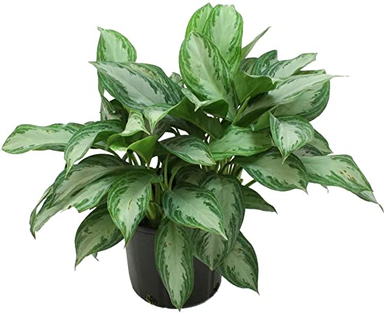 10in Aglaonema Silver Bay