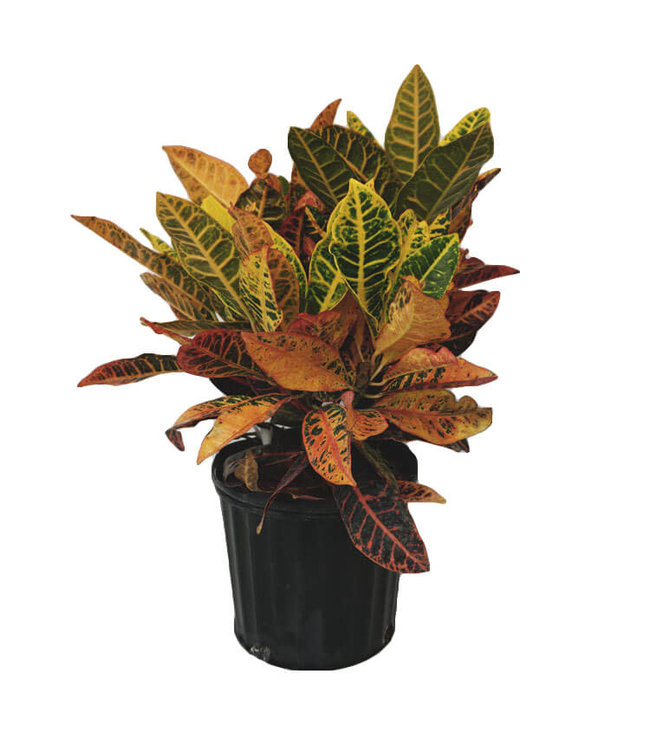 10in Croton Assorted