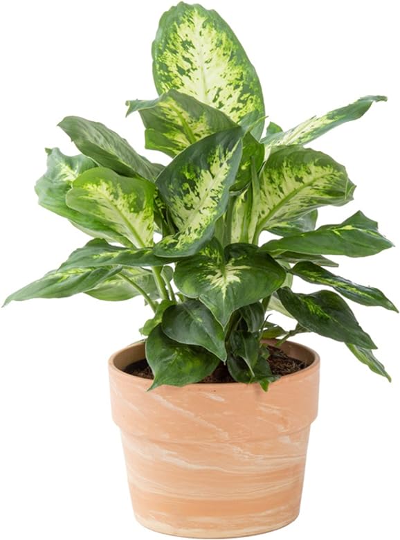 10in Dieffenbachia Assorted