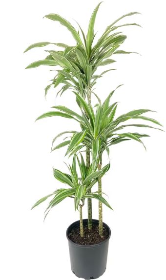 10in Dracaena Warneckii C/B 5'+