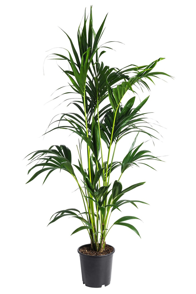 10in Kentia Palm CA Grown