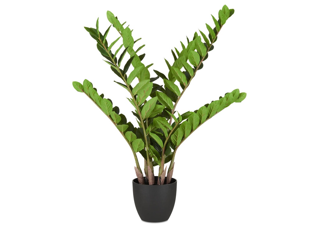 10in ZZ Plant